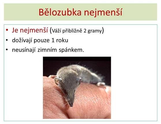 Hmyzožravci – Materiály pro žáky ZŠ