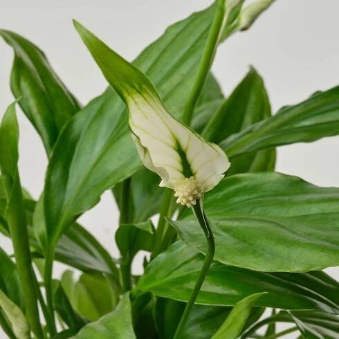 SPATHIPHYLLUM Rostlina - Toulcovka 6 cm
