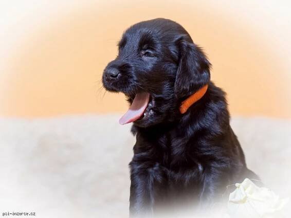 Štěňata Flat Coated Retrievera