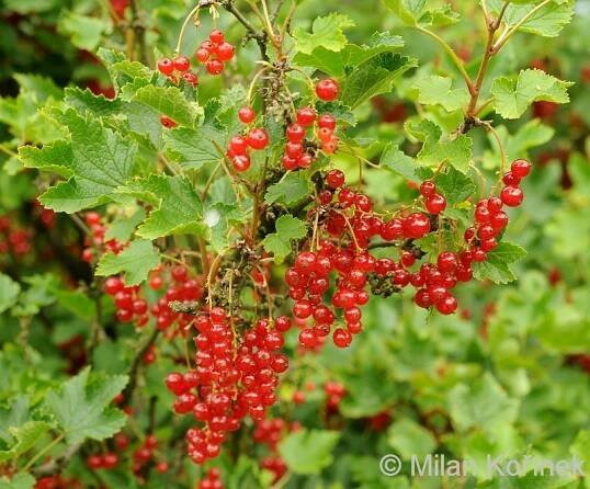 Ribes rubrum (rybíz červený) | BioLib.cz