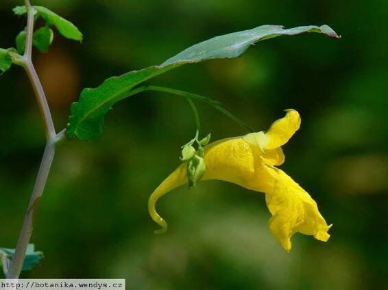 Herbář Wendys - Impatiens noli-tangere - netýkavka nedůtklivá
