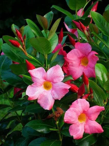 Soubor:Blüten unbekannte Mandevilla.JPG – Wikipedie