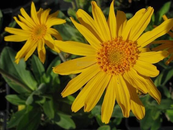Arnica montana - prha chlumní Zahradnictví Krulichovi - zahradnictví, květinářství, trvalky, skalničky, bylinky a koření