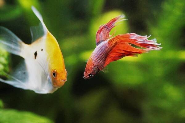 Can Betta Fish Live With Other Fish? + 8 Ideal Tankmates