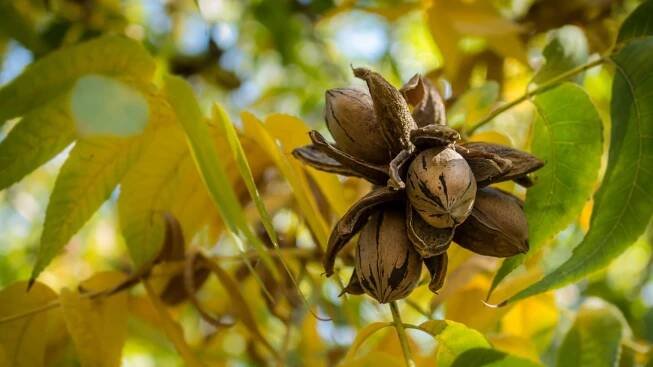 Ořechovec pekanový (Carya illinoinensis)