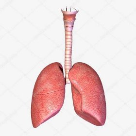 Stáhnout - Lidský plíce jsou orgány dýchání. lidé mají dvě plíce, pravé plíce a levé plíce. — Stock obrázek