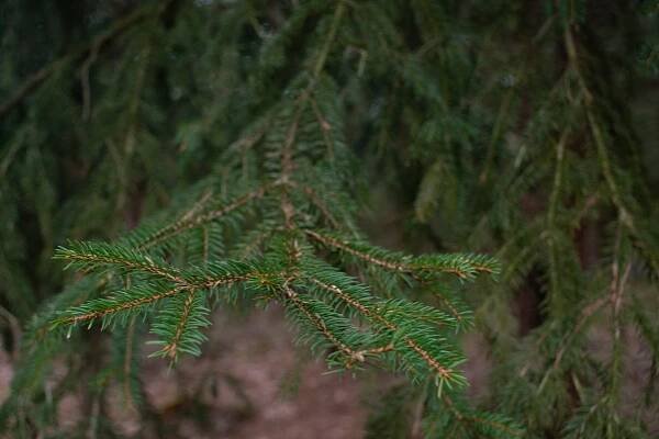 Smrk ztepilý (Picea abies) - Naturhelp.cz