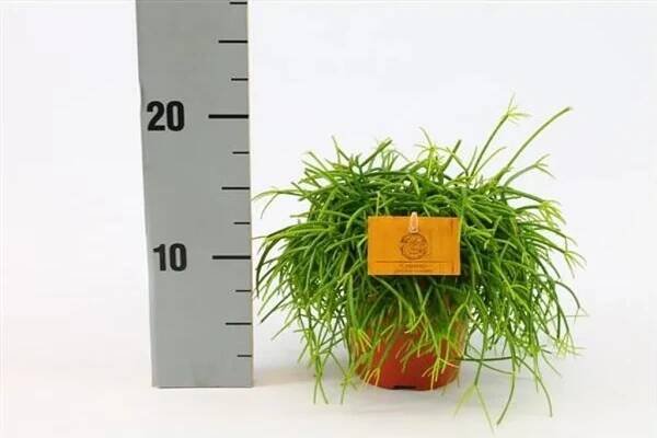 Korálový kaktus 20 cm Rhipsalis cassutha snadná péče o pokojovou rostlinu
