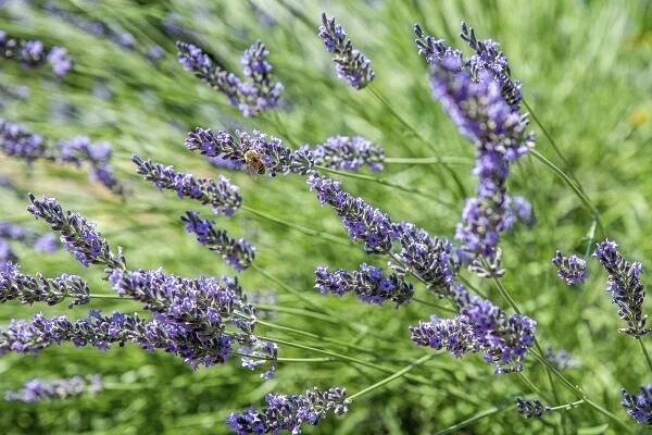 How to Grow Fragrant Lavender