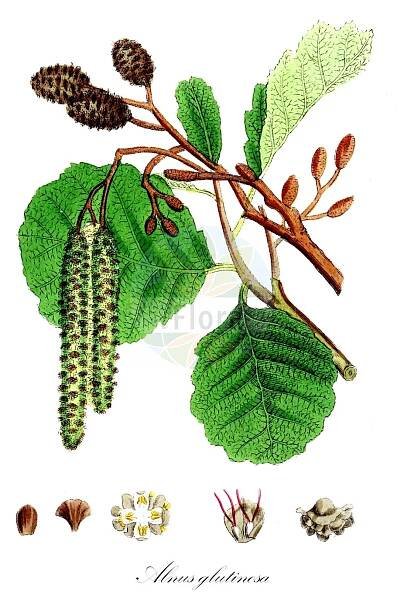 Alnus glutinosa - Betulaceae,Plantae,Pteridobiotina,Angiosperms,Fagales,Betulaceae,Alnus,Alnus glutinosa,Alnus aurea, Alnus emarginata, Alnus glutinosa f. aurea, Alnus glutinosa f. imperialis, Alnus glutinosa f. incisa, Alnus glutinosa f. laciniata, Alnus glutinosa f. longipediculata, Alnus glutinosa f. parvifolia, Alnus glutinosa f. quercifolia, Alnus glutinosa f. quercifolia, Alnus glutinosa var. vulgaris, Alnus imperialis, Alnus vulgaris, Betula alnus subsp. glutinosa, Betula alnus var. glutinosa, Betula glutinosa,Schwarz-Erle;Rot-Erle;Schwarz-Eller;alder;black alder;european alder;common alder;sticky alder;gray alder;Aulne glutineux;Verne;aulne;aulne noir;vergne;aliso negro;aliso comun;aliso común;aliso;alno;omero;umero;vinagrera;Ontano comune;alno ontano;ontano nero;ancetano;aunera;alno nero;witte wegdistel;zwarte els;amieiro;amieiro-comum;amieiro-vulgar;ольха клейкая;ольха чёрная;adi kızılağaç;kızılağaç;vërri;vern;verneda;vernet;crna joha;jalša;jošva;witte waterlelie;klibbal;rød-el;olsza czarna;črna jelša;enyves éger;mézgás éger;olše lepkavá;anin negru;arin negru;jelša lepkavá;вільха клейка;черна елша;must lepp;sanglepp;melnalksnis;svartor;tervaleppä;јова;juodalksnis;κλήθρα κολλώδης;haltza