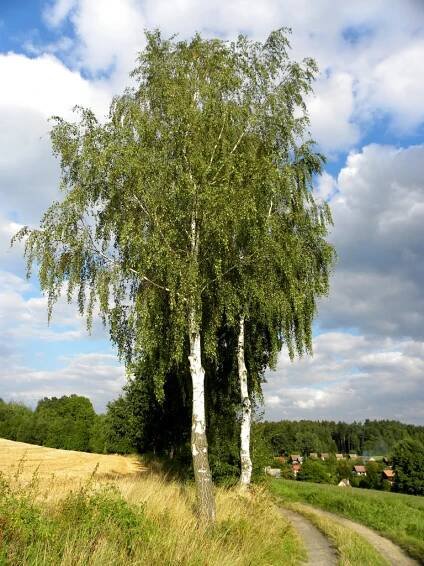 ÚSTÍ nad Orlicí - krása Břízy / beauty Birches