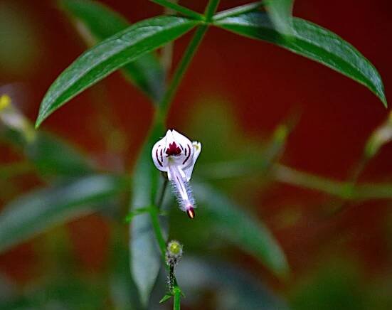 Andrographis paniculata Extract