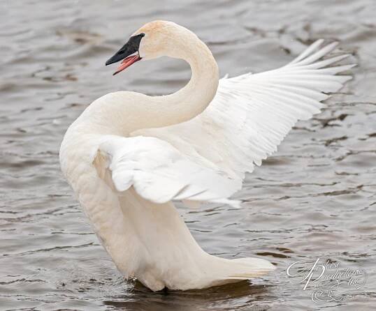 swan Archives - Tortoise Productions, Inc.