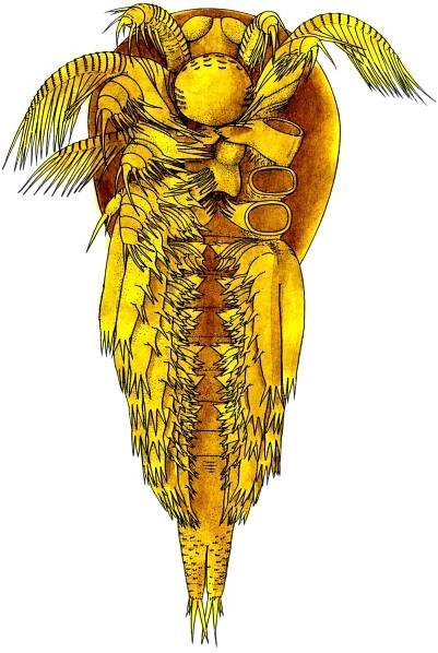 Methods Applied to Orsten Fossils: 3D Reconstructions/3D Modelling