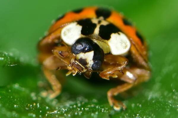 Coccinellidae – Slunéčkovití – (Ne)viditelné krásky 