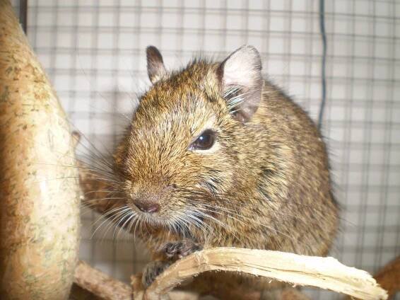 Jak chovat osmáky degu? - Mazličkoviny