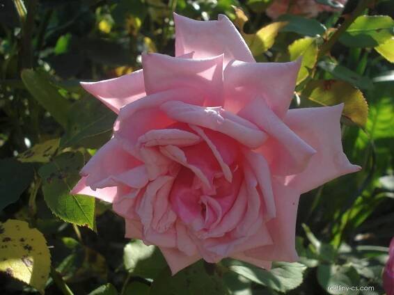 Růže La France (Rosa)