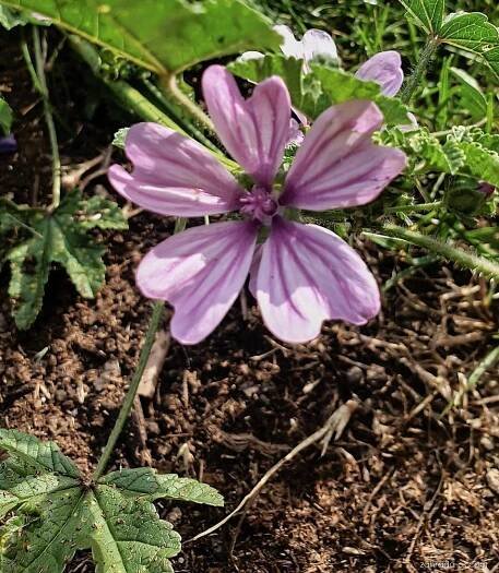 Sléz (Malva)