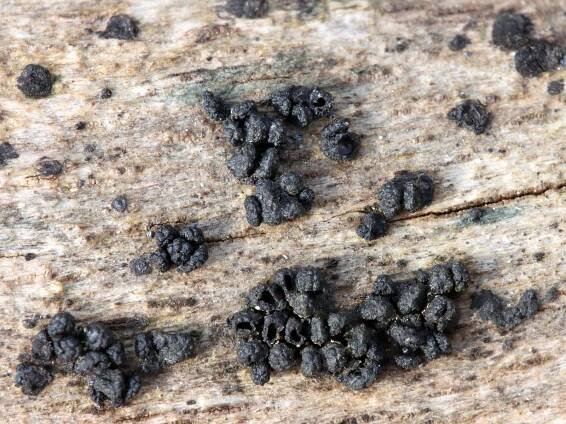 Sordariomycetes - tvrdohouby - myko.cz