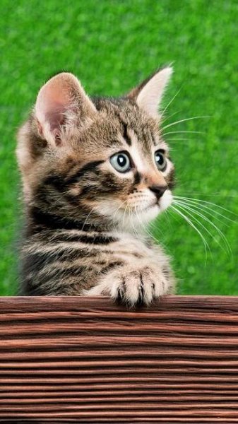 Wooden Bench With Tabby Cat iPhone Wallpaper