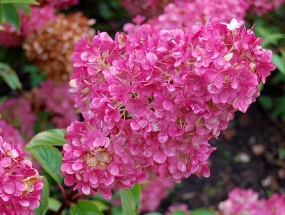 Hortenzie SUNDAE FRAISE Růžová Hydrangea P9 Latinský název ostatní
