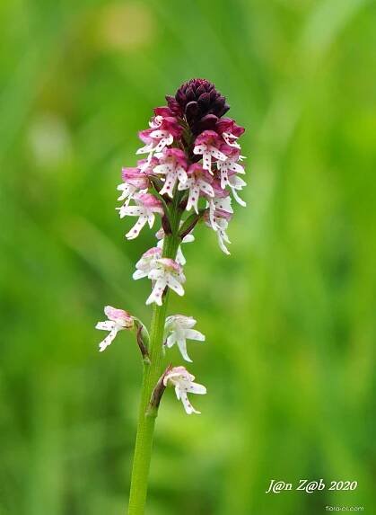 Vstavač osmahlý letní (Orchis ustulata var aestivalis)