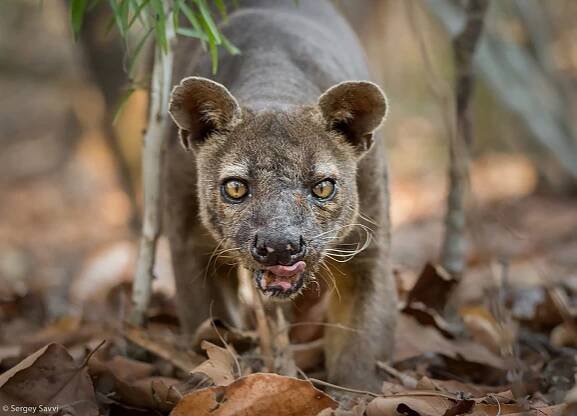 Photographer of the Year 2021 Weekly Selection: Week 12 - Africa Geographic