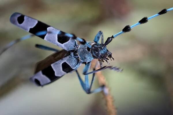 Tesařík alpský (Rosalia alpina)
