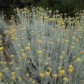 Smil Italský - Helichrysum Italicum - semena - 200 ks