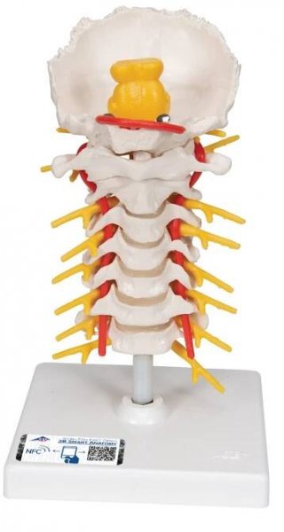Model lidské krční páteře na podstavci (Anatomické modely)