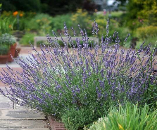 lavender Phenomenal (&lsquo;Niko&rsquo;) flowering in pathway edging display