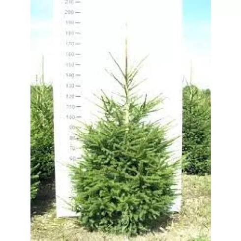  Vánoční stromek -Picea abies 125-150 C10L vč.kontejneru 