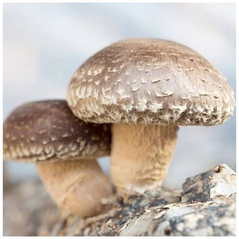 Shiitake – Houževnatec jedlý