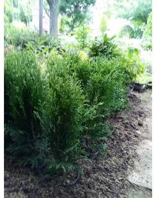 živý plot - tůje Smaragd (Thuja Occidentalis Smaragd)
