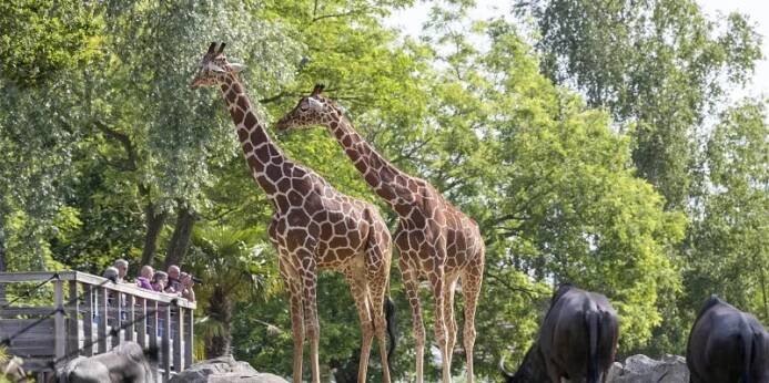ZOO Beauval, Les Pagodes 3*