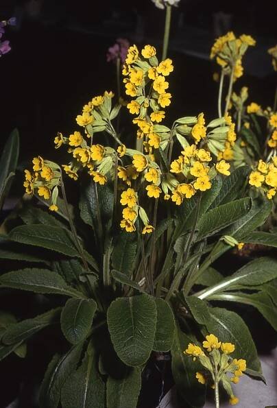 Primula veris