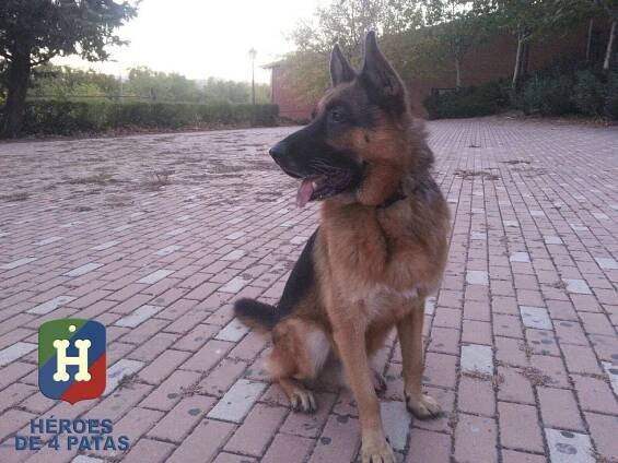 Katalánci nepustili na psí charitu dva vlčáky. Sloužili u španělské policie