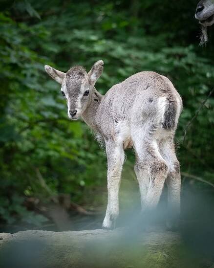 V liberecké zoo se už promenáduje první letošní mládě plameňáků, je celé šedé