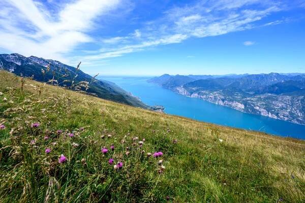 malebná květinová louka s výhledem na jezero garda z turistické stezky na monte baldo. itálie. - wiese - stock snímky, obrázky a fotky