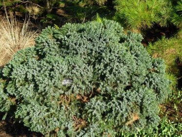 Soubor:Juniperus squamata.JPG – Wikipedie
