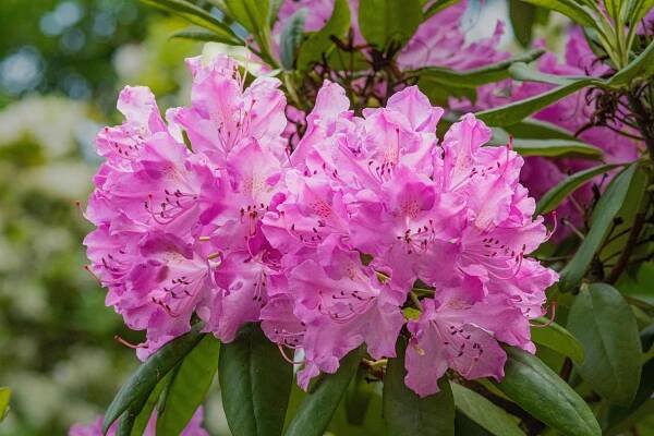 Základová fotografie na téma barvy, bílá, bílé okvětní lístky, botanický, bujný, čerstvý, detail, flóra, jaro, jasný, krajinářské