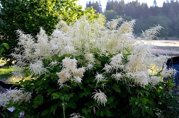 Goat's Beard in bloom