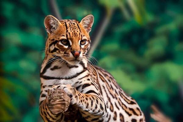 Fascinující krása zvířete, které si lidé často pletou s leopardem: Podívejte se blíže prostřednictvím fotografií