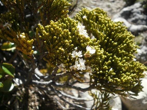 Veronica tetragona