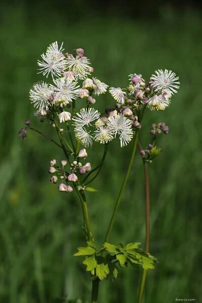 Žluťucha orlíčkolistá (Thalictrum aquilegiifolium)