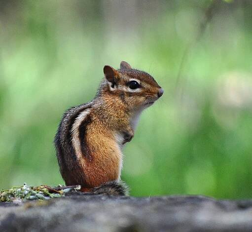 Chipmunks - Wildlife Welfare