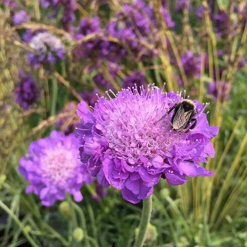 Guide to Growing Food — Seattle's Favorite Garden Store Since 1924 - Swansons Nursery