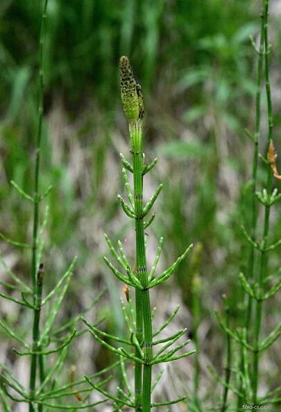 Přeslička bahenní (Equisetum palustre)