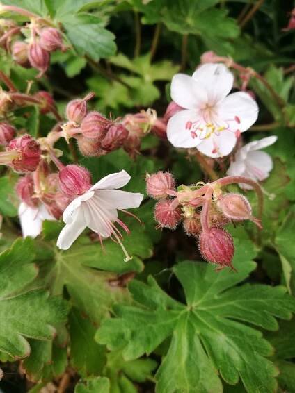 Kakost oddenkatý 'Spessart' - Geranium macrorrhizum 'Spessart'
