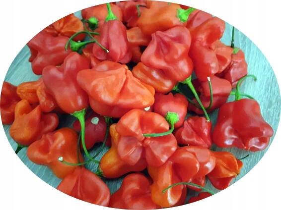 Bishop's Crown Zvonek chilli paprička – semínka chilli Druh rostliny papriky